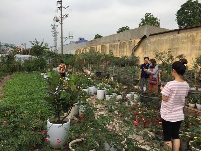 Hà Nội có trang trại hoa hồng 300 loài, mở cửa miễn phí - Ảnh 10.