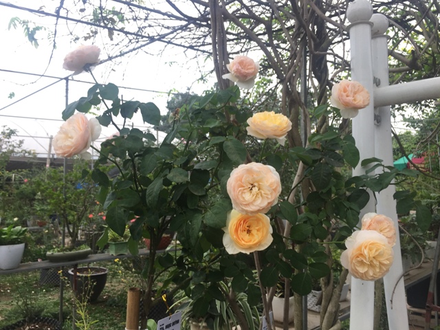 Hà Nội có trang trại hoa hồng 300 loài, mở cửa miễn phí - Ảnh 13.