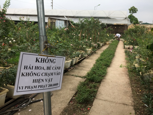 Hà Nội có trang trại hoa hồng 300 loài, mở cửa miễn phí - Ảnh 16.
