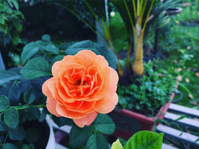 Hà Nội có trang trại hoa hồng 300 loài, mở cửa miễn phí - Ảnh 17.