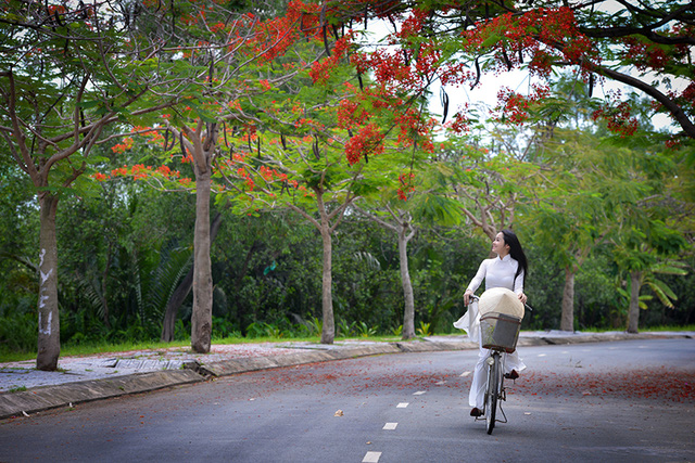 Mùa hoa phượng vĩ ở thành phố mang tên Bác - Ảnh 2. Mùa hoa phượng vĩ ở thành phố mang tên Bác - Ảnh 2.