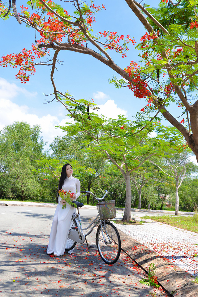 Mùa hoa phượng vĩ ở thành phố mang tên Bác - Ảnh 8. Mùa hoa phượng vĩ ở thành phố mang tên Bác - Ảnh 8.