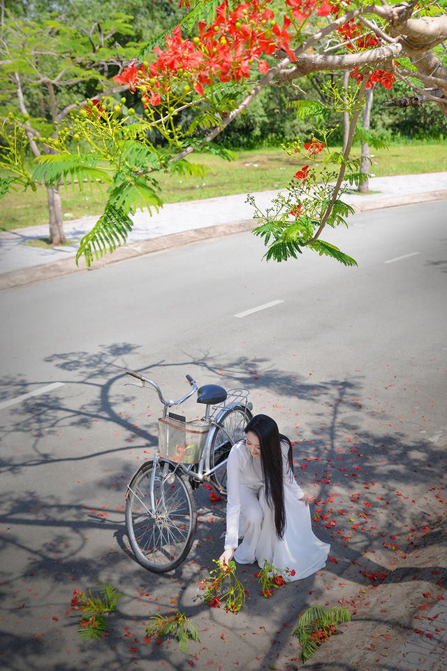 Mùa hoa phượng vĩ ở thành phố mang tên Bác - Ảnh 12. Mùa hoa phượng vĩ ở thành phố mang tên Bác - Ảnh 12.