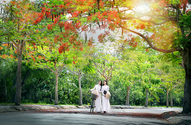 Mùa hoa phượng vĩ ở thành phố mang tên Bác - Ảnh 16. Mùa hoa phượng vĩ ở thành phố mang tên Bác - Ảnh 16.