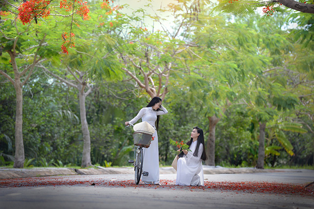Mùa hoa phượng vĩ ở thành phố mang tên Bác - Ảnh 18. Mùa hoa phượng vĩ ở thành phố mang tên Bác - Ảnh 18.