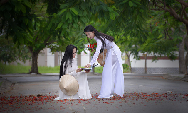 Mùa hoa phượng vĩ ở thành phố mang tên Bác - Ảnh 28. Mùa hoa phượng vĩ ở thành phố mang tên Bác - Ảnh 28.