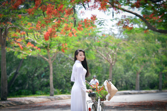 Mùa hoa phượng vĩ ở thành phố mang tên Bác - Ảnh 44. Mùa hoa phượng vĩ ở thành phố mang tên Bác - Ảnh 44.