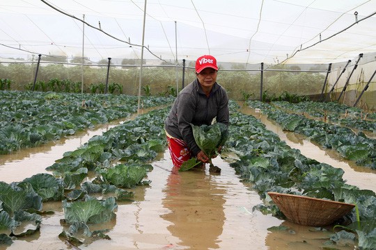 Hàng trăm ha hoa màu tại Lâm Đồng bị bão số 12 cuốn trôi - Ảnh 2.