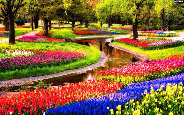 Rực rỡ cánh đồng hoa tulip tại Lisse, Hà Lan - Ảnh 5.