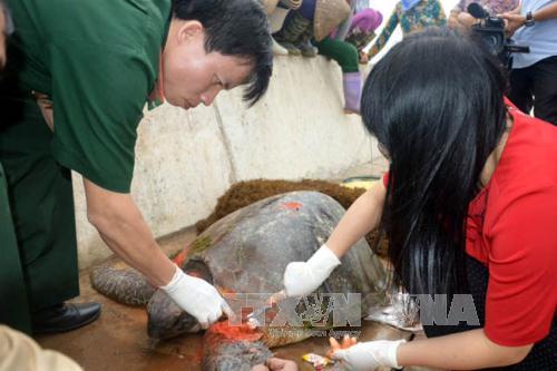 Nam Định: Cứu rùa biển bị thương trôi dạt vào bờ - Ảnh 1.