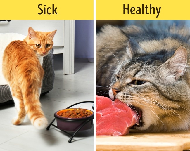 12 dấu hiệu cho thấy th&uacute; cưng nh&agrave; bạn cần gặp b&aacute;c sĩ ngay lập tức - Ảnh 1.