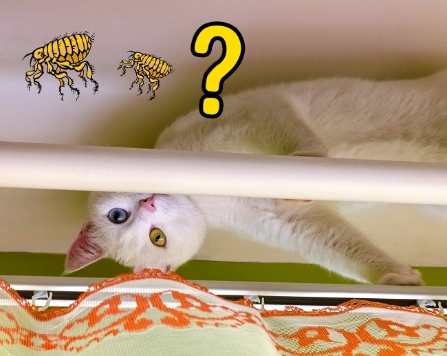 12 dấu hiệu cho thấy th&uacute; cưng nh&agrave; bạn cần gặp b&aacute;c sĩ ngay lập tức - Ảnh 3.