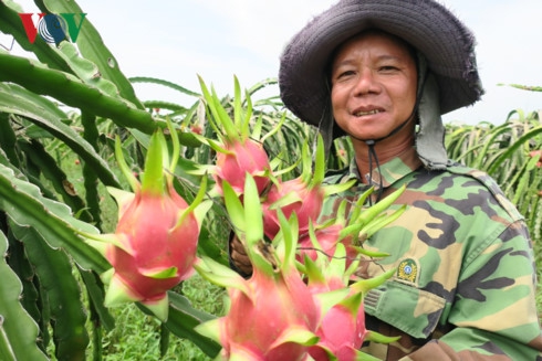 Giá thanh long đầu vụ chong đèn ổn định, người trồng phấn khởi - Ảnh 1.