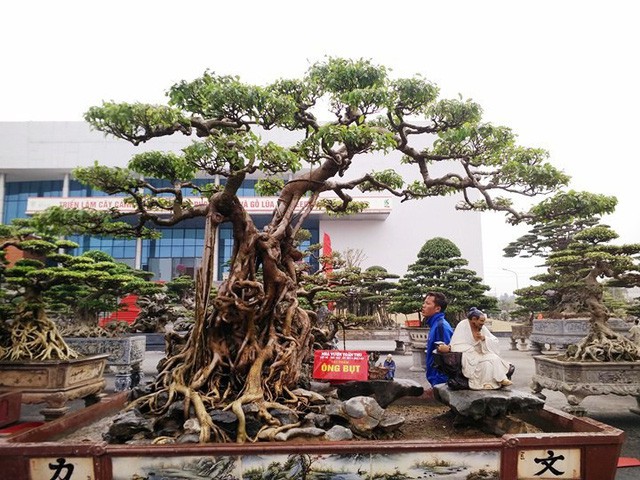 Ngắm những &ldquo;si&ecirc;u c&acirc;y&rdquo; đắt như... si&ecirc;u xe - Ảnh 2.