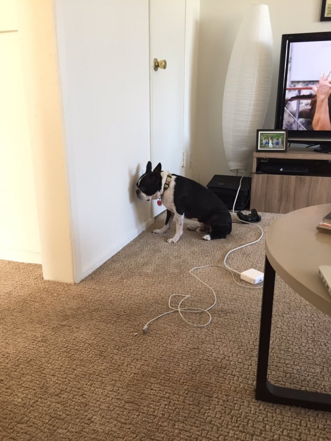 12 dấu hiệu cho thấy th&uacute; cưng nh&agrave; bạn cần gặp b&aacute;c sĩ ngay lập tức - Ảnh 12.