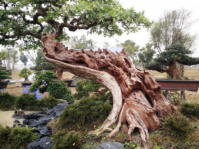 Ngắm những &ldquo;si&ecirc;u c&acirc;y&rdquo; đắt như... si&ecirc;u xe - Ảnh 11.