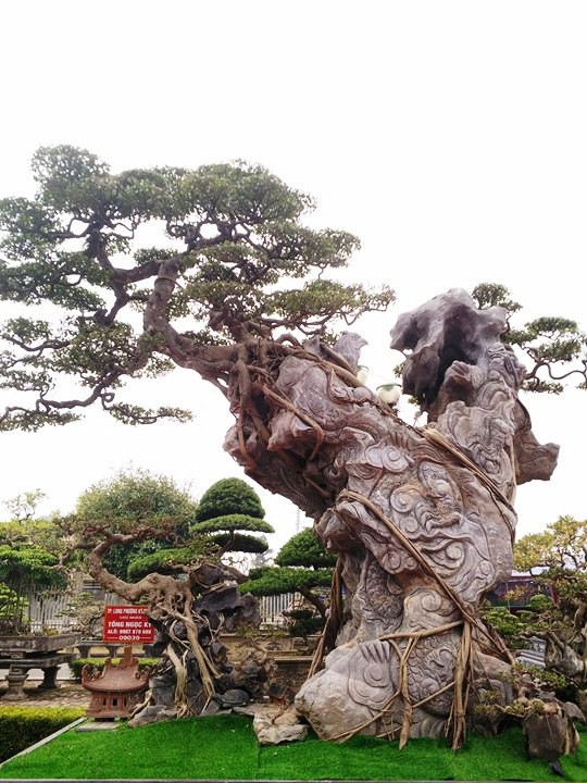 Ngắm những &ldquo;si&ecirc;u c&acirc;y&rdquo; đắt như... si&ecirc;u xe - Ảnh 12.