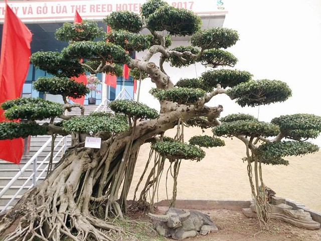 Ngắm những &ldquo;si&ecirc;u c&acirc;y&rdquo; đắt như... si&ecirc;u xe - Ảnh 13.