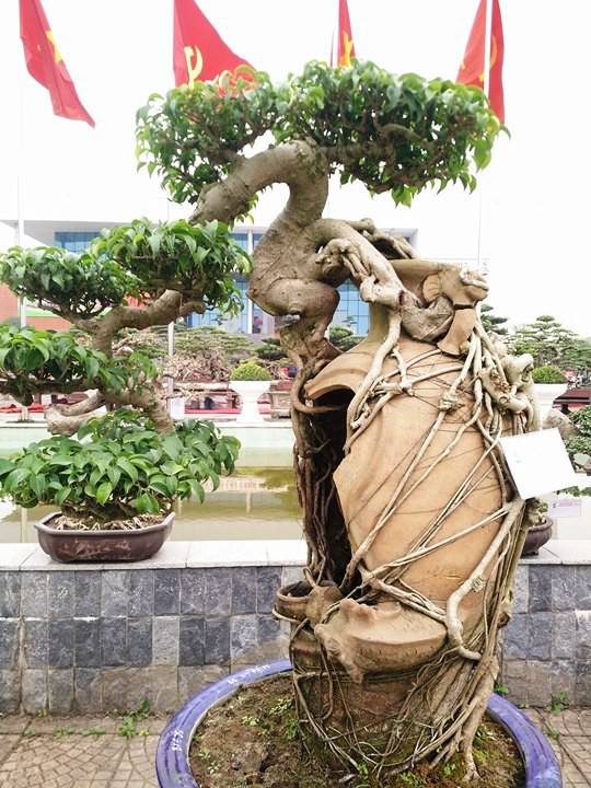 Ngắm những &ldquo;si&ecirc;u c&acirc;y&rdquo; đắt như... si&ecirc;u xe - Ảnh 14.