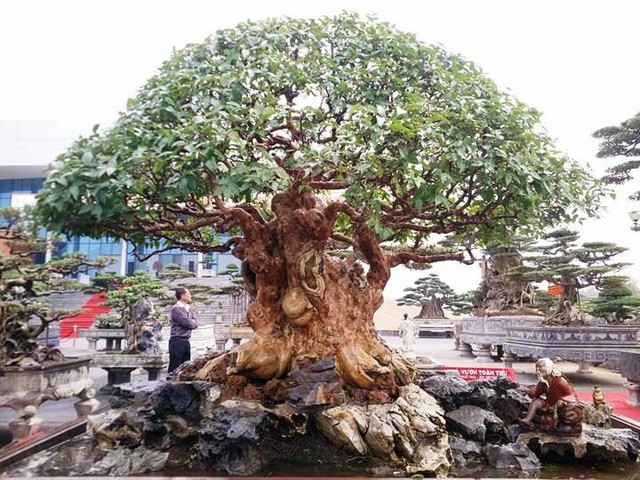 Ngắm những &ldquo;si&ecirc;u c&acirc;y&rdquo; đắt như... si&ecirc;u xe - Ảnh 15.