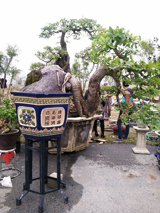 Ngắm những &ldquo;si&ecirc;u c&acirc;y&rdquo; đắt như... si&ecirc;u xe - Ảnh 16.