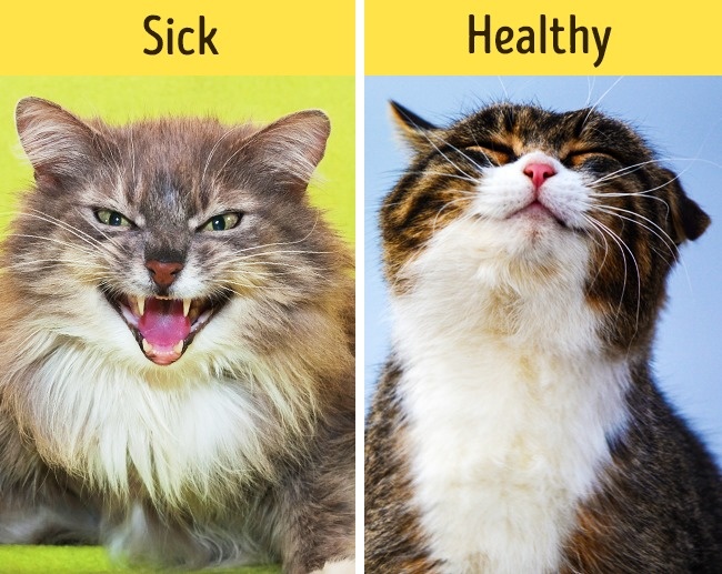 12 dấu hiệu cho thấy th&uacute; cưng nh&agrave; bạn cần gặp b&aacute;c sĩ ngay lập tức - Ảnh 4.