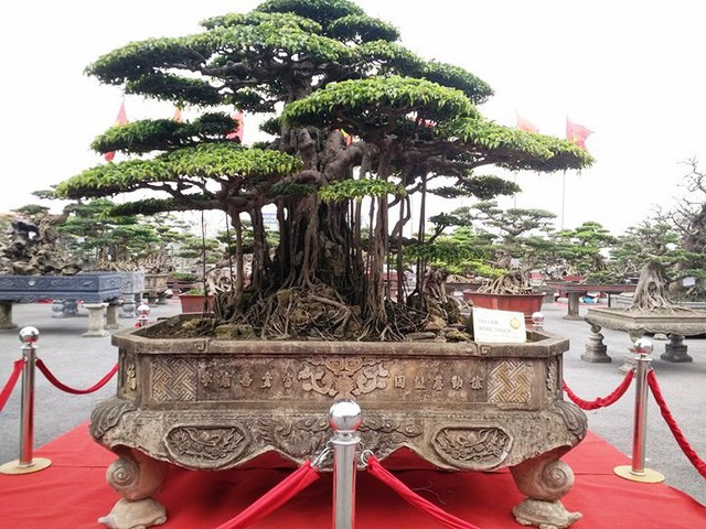 Ngắm những &ldquo;si&ecirc;u c&acirc;y&rdquo; đắt như... si&ecirc;u xe - Ảnh 3.