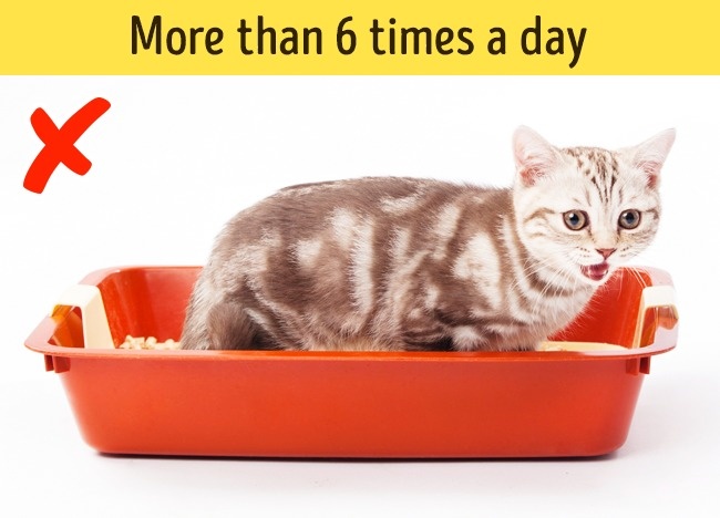 12 dấu hiệu cho thấy th&uacute; cưng nh&agrave; bạn cần gặp b&aacute;c sĩ ngay lập tức - Ảnh 5.