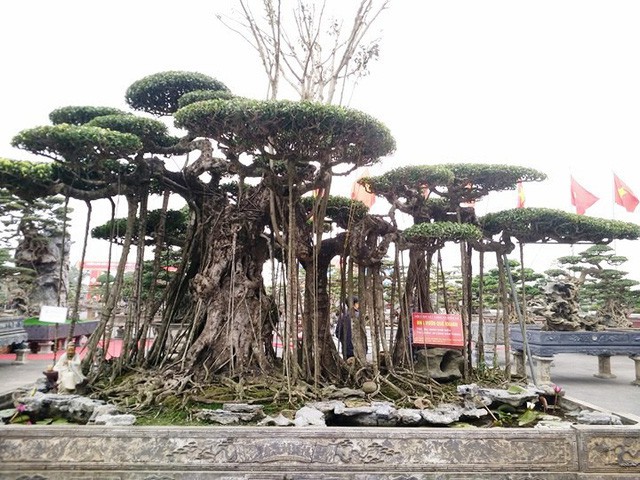 Ngắm những &ldquo;si&ecirc;u c&acirc;y&rdquo; đắt như... si&ecirc;u xe - Ảnh 4.