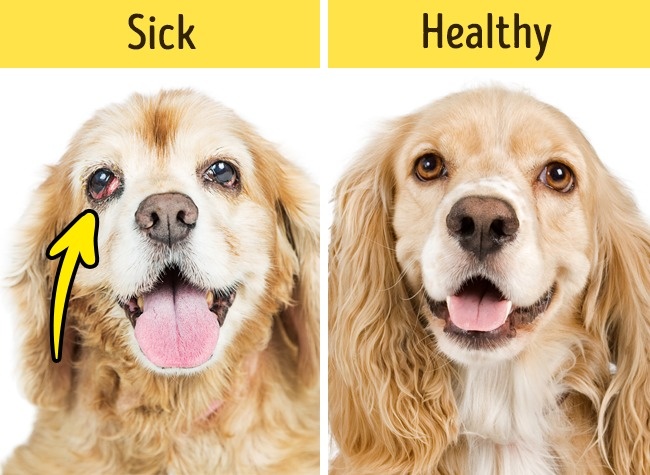 12 dấu hiệu cho thấy th&uacute; cưng nh&agrave; bạn cần gặp b&aacute;c sĩ ngay lập tức - Ảnh 7.