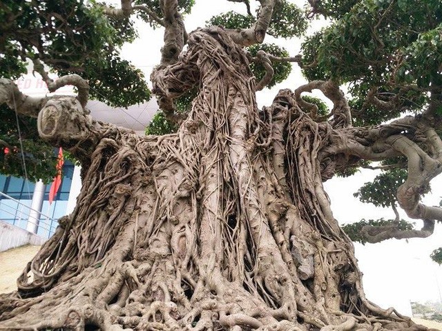 Ngắm những &ldquo;si&ecirc;u c&acirc;y&rdquo; đắt như... si&ecirc;u xe - Ảnh 6.