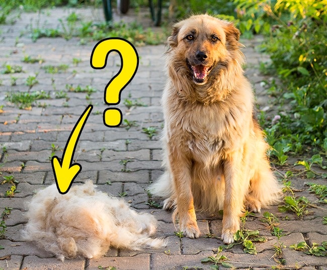 12 dấu hiệu cho thấy th&uacute; cưng nh&agrave; bạn cần gặp b&aacute;c sĩ ngay lập tức - Ảnh 9.