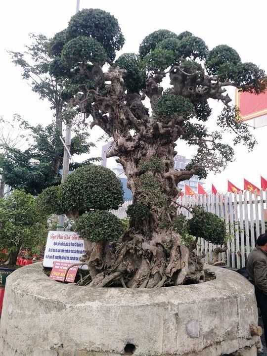 Ngắm những &ldquo;si&ecirc;u c&acirc;y&rdquo; đắt như... si&ecirc;u xe - Ảnh 8.