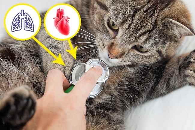 12 dấu hiệu cho thấy th&uacute; cưng nh&agrave; bạn cần gặp b&aacute;c sĩ ngay lập tức - Ảnh 10.