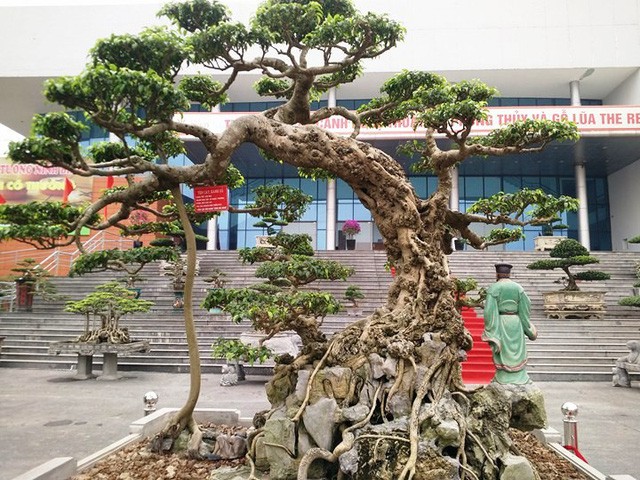 Ngắm những &ldquo;si&ecirc;u c&acirc;y&rdquo; đắt như... si&ecirc;u xe - Ảnh 9.