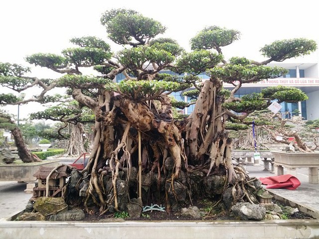 Ngắm những &ldquo;si&ecirc;u c&acirc;y&rdquo; đắt như... si&ecirc;u xe - Ảnh 10.