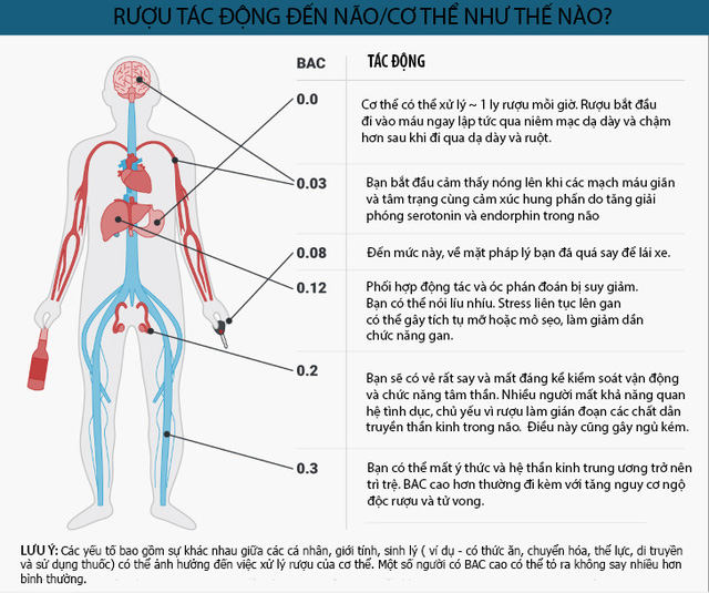 Một ly rượu tác động đến não và cơ thể thế nào? - Ảnh 1.