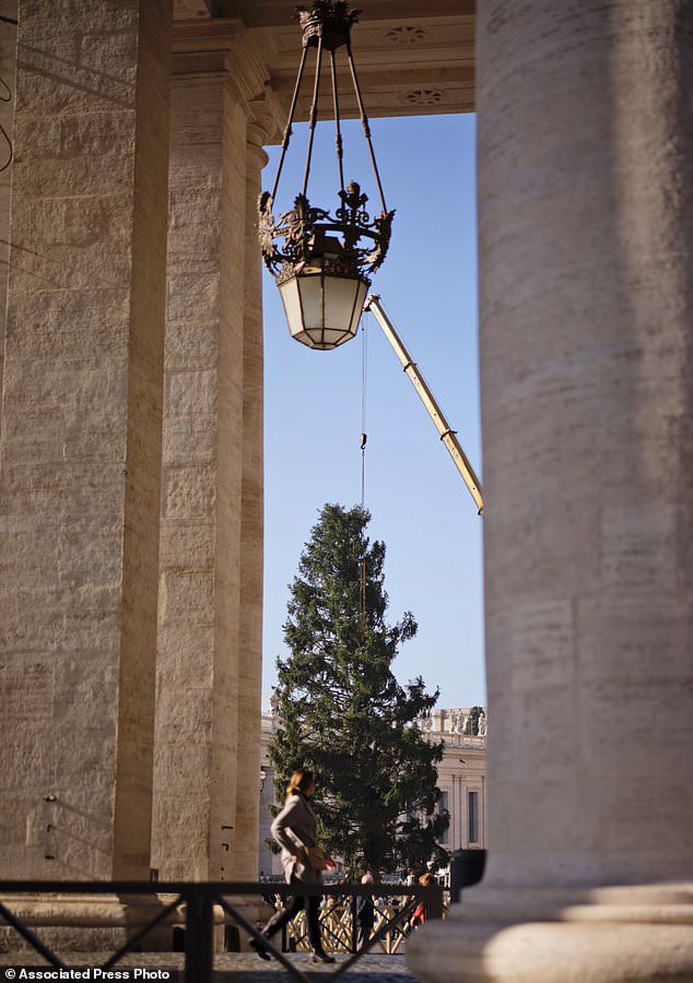 Cây thông mừng Giáng sinh ở Vatican cao 21m - Ảnh 3.