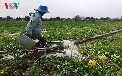 Thời tiết bất lợi, nông dân Bà Rịa - Vũng Tàu lo thất thu dưa hấu Tết - Ảnh 1.