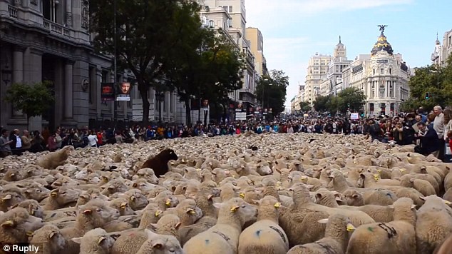 Hàng trăm chú cừu diễu hành trên đường phố Madrid, Tây Ban Nha - Ảnh 2.