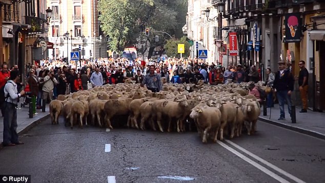 Hàng trăm chú cừu diễu hành trên đường phố Madrid, Tây Ban Nha - Ảnh 1.