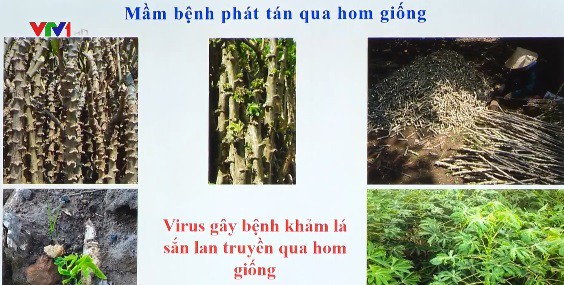 Cần khẩn cấp ngăn chặn bệnh khảm lá sắn - Ảnh 1.