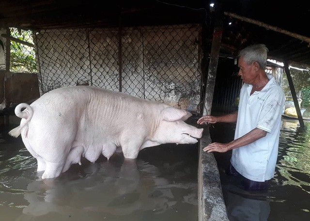 Vỡ đê bao, nhiều hộ dân tại Cần Thơ chìm trong biển nước - Ảnh 2.