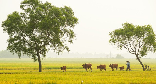 Mê mẩn trước vẻ đẹp của Huế qua góc ảnh của nghệ sĩ trẻ - Ảnh 7.