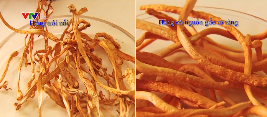 ĐÔNG TRÙNG HẠ THẢO CÓ NHIỀU LOẠI TỰ NHIÊN VÀ NUÔI CẤY KHÁC NHAU