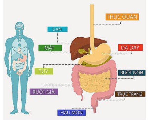 Tầm soát ung thư đường tiêu hóa - Ảnh 1.