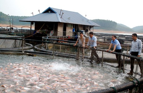 Huyện Yên Bình (Yên Bái): Những bước tiến trong phát triển kinh tế - Ảnh 1.