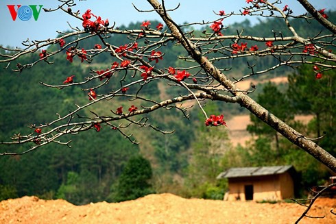 Hoa đá Đồng Văn - Ảnh 1.