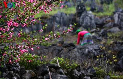 Hoa đá Đồng Văn - Ảnh 5.