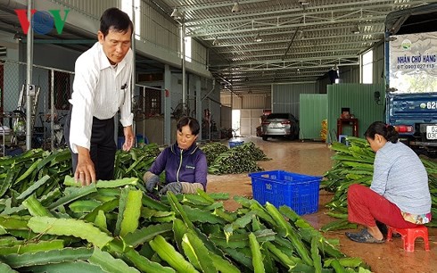 Nông dân đổi đời nhờ thanh long xuất khẩu - Ảnh 2.